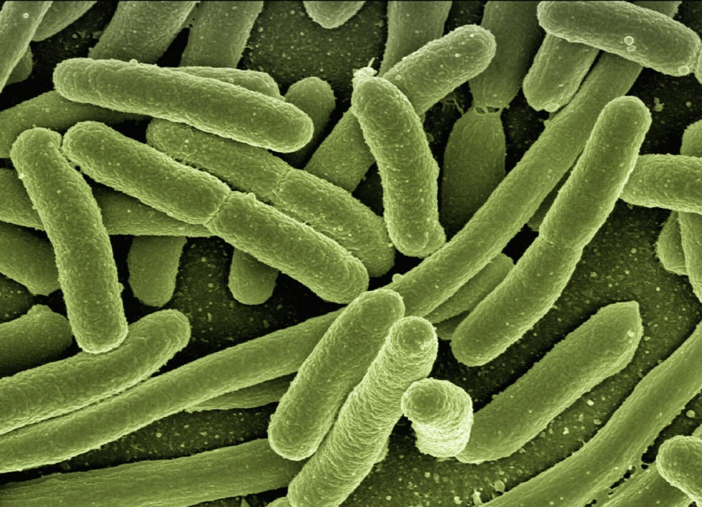 Un nuovo meccanismo per inibire la crescita dei batteri