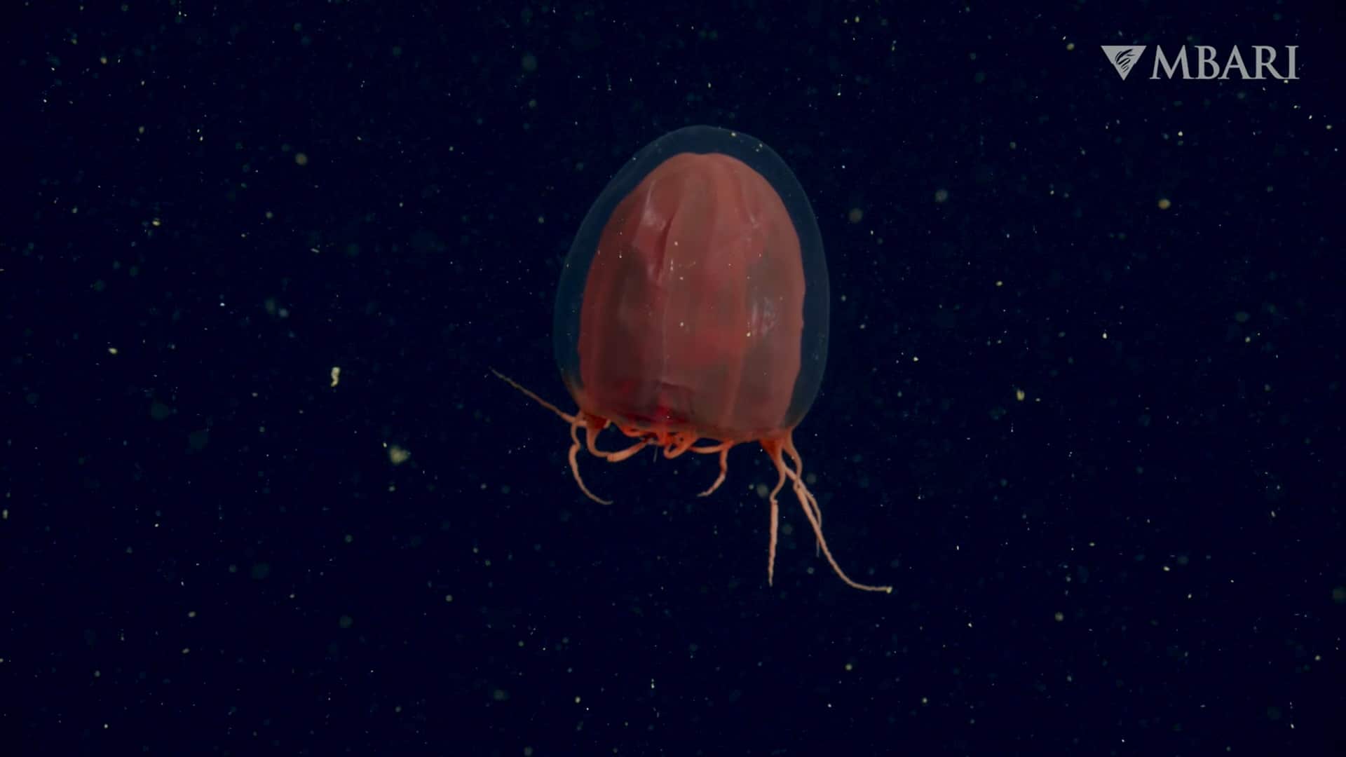 MBARI
