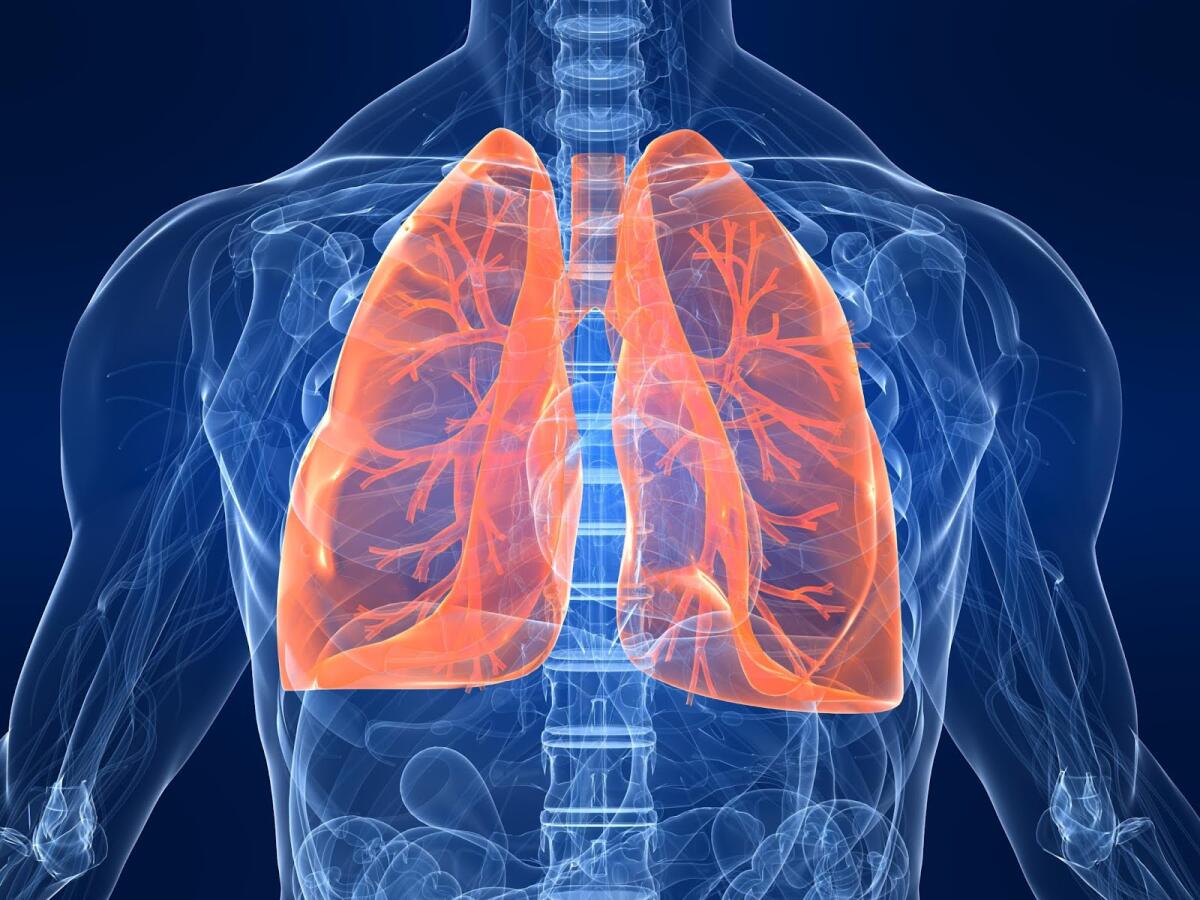 Polmone universale: un passo avanti per sconfiggere la carenza d’organi - Ottenuto il primo scaffold polmonare completamente vascolarizzato
https://casabenessere.files.wordpress.com