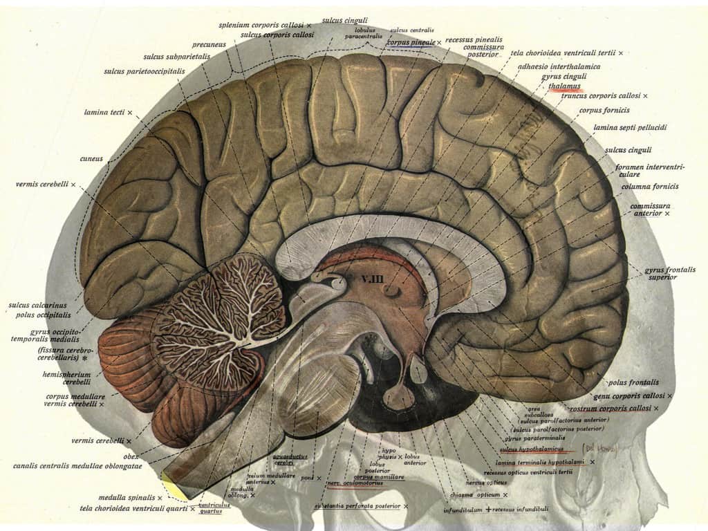 male nasce nel cervello dell'uomo