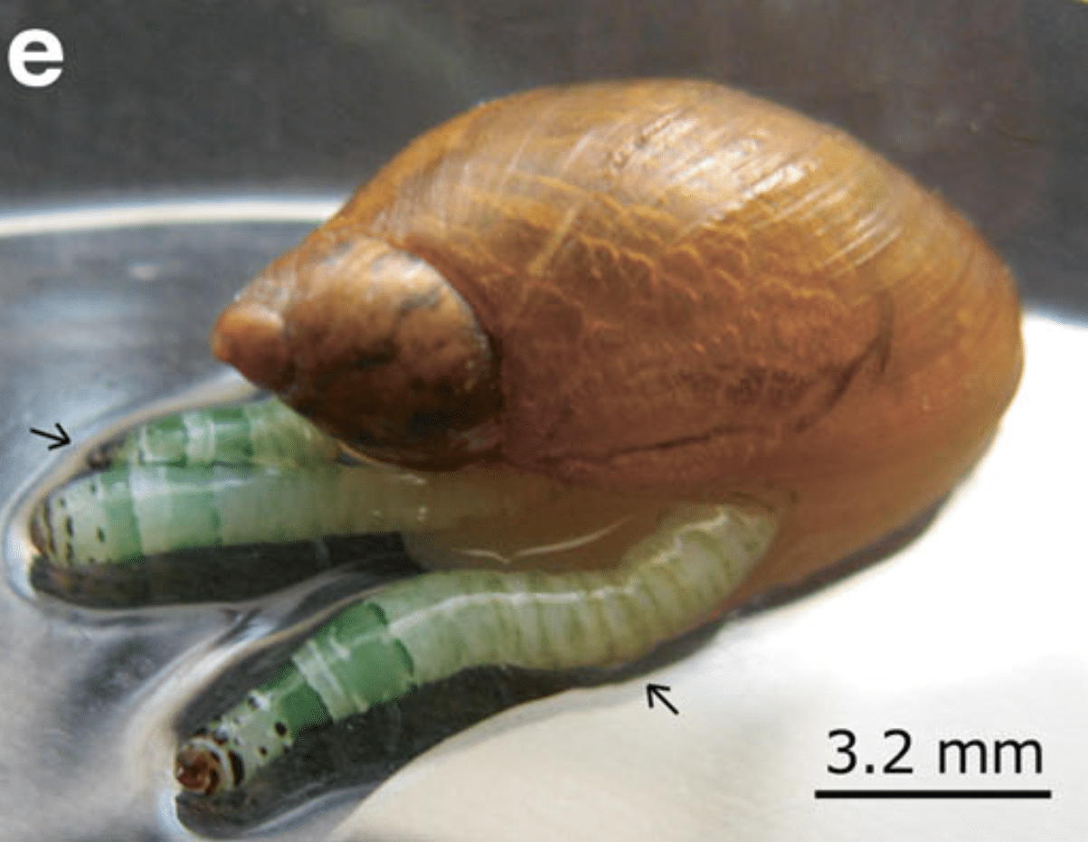 L. perturbatum nei tentacoli di Succinea putris. Credits: The study of the sporocyst broodsacs coloring in Leucochloridium paradoxum (Trematoda: Brachylaemidae), ResearchGate