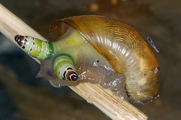 Bande colorate causate dalla presenza di sporocisti nei tentacoli oculari della chicocciola. Credits: ResearchGate