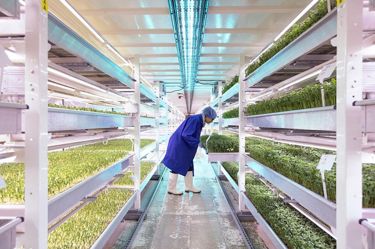 Vertical Farming: come sfamare il mondo del futuro - fonte Dan Kitwood/Getty Images