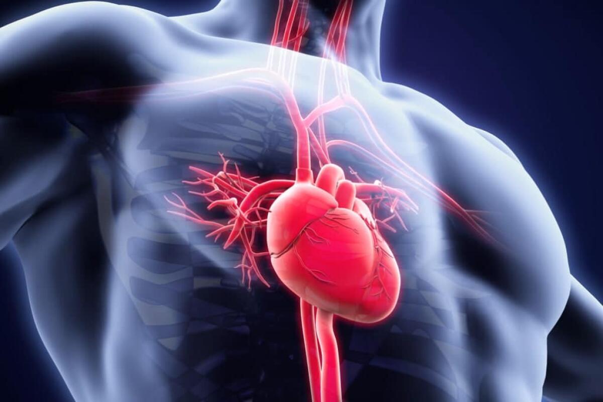 Infarto cardiaco e terapie rigenerative: nuove prospettive - Credits: Focus