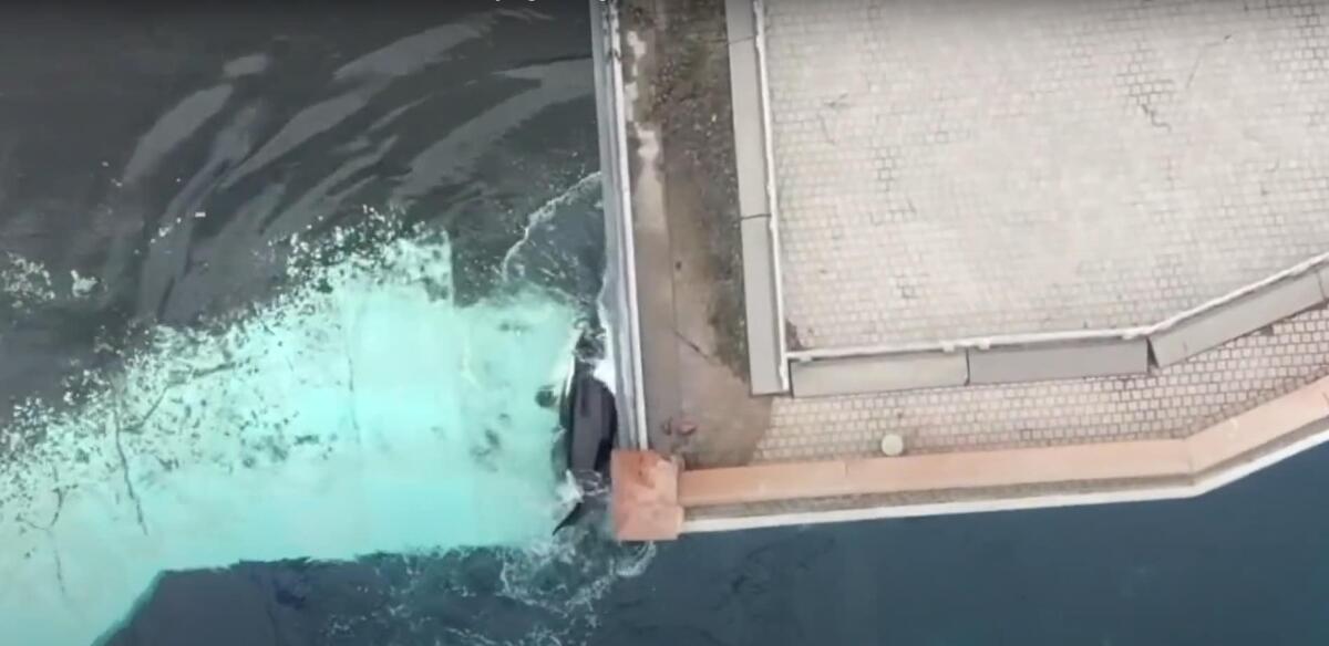 L’orca più sola del mondo continua a soffrire: riusciremo a salvarla? - 