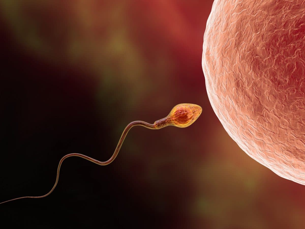 Uno spermatozoo Credits: Ohga!