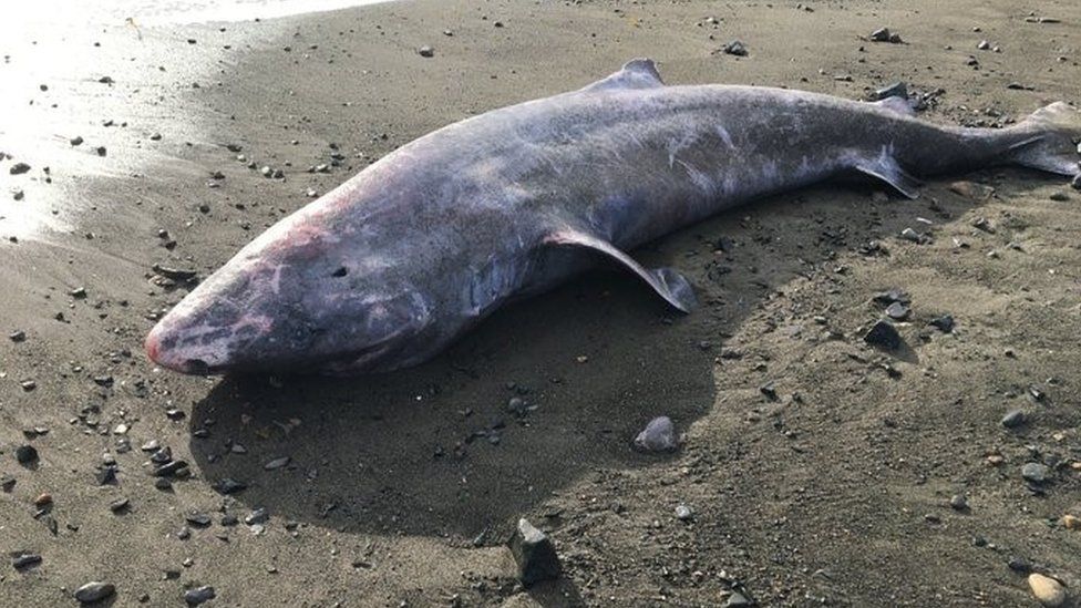 Lo squalo della groenlandia spiaggiato in Cornovaglia. Fonte: Cornwall Marine Pathology Team