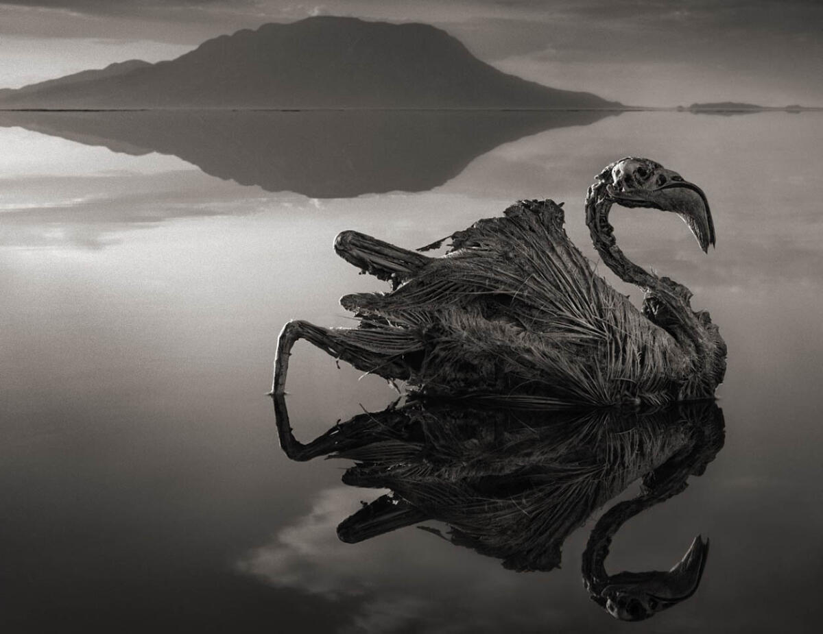 Lago Natron: il mistero degli animali pietrificati - 