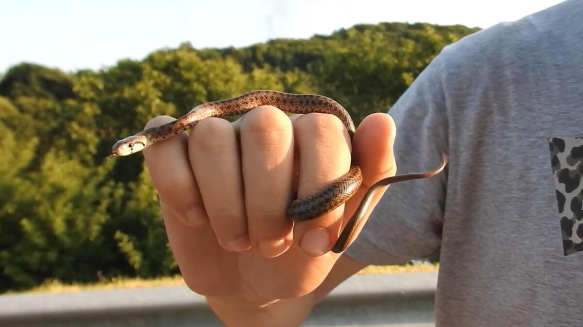 Scoperte sui serpenti italiani: il saettone si difende con la coda - 
