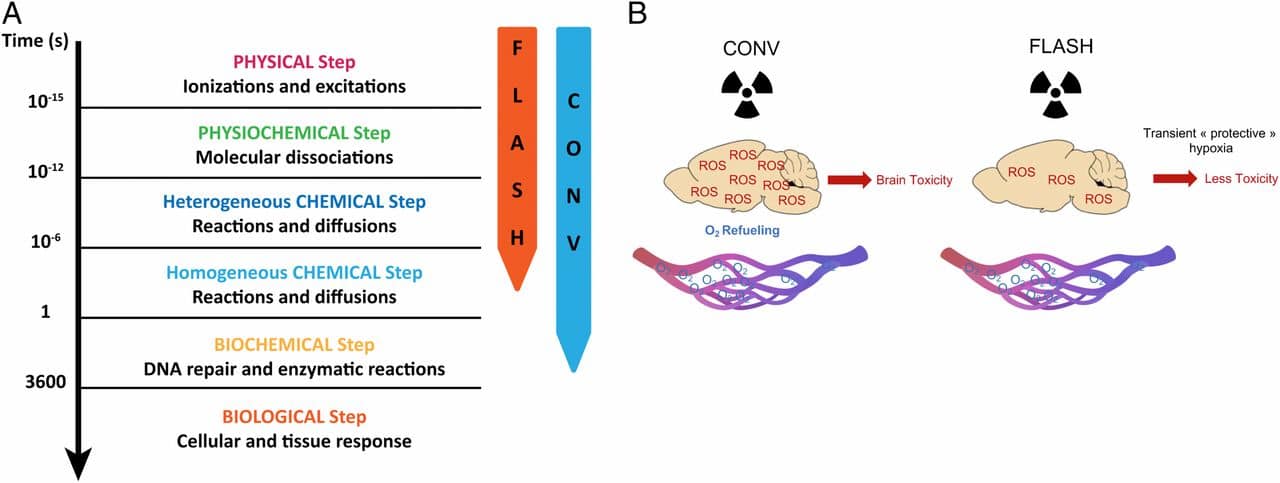Benefici a lungo termine della FLASH Therapy Credits: PNAS