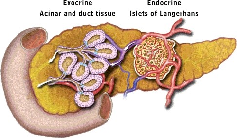 Modello pancreatico delle posizioni delle funzioni esocrine ed endocrine -Credits: Pancreapedia.