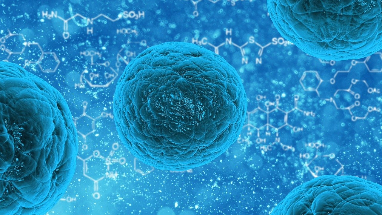 Cellule staminali muscolari capaci di ripararsi: il futuro della riabilitazione
