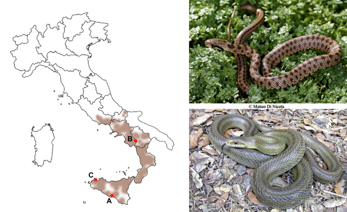 Scoperte sui serpenti italiani: il saettone si difende con la coda