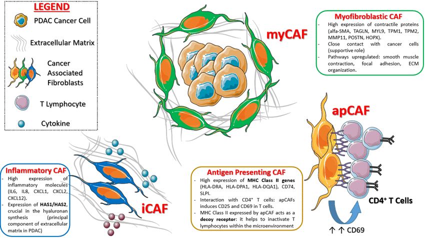 I tre principali sottotipi di CAF e relative funzioni postulate nel cancro del pancreas - Credits: International Journal of Molecular Sciences.