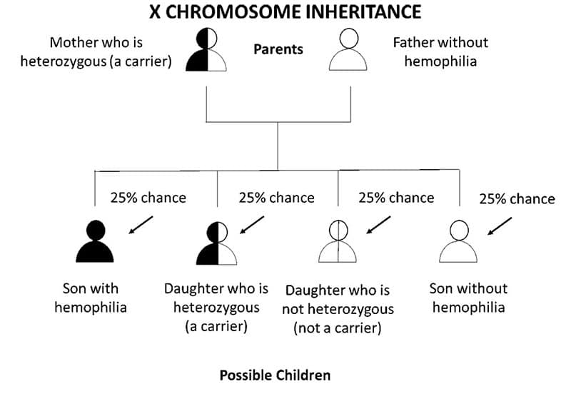 Trasmissione dell’emofilia: in bianco gli individui sani, in nero gli individui malati e in bianco-nero i portatori del gene - Credits: Center of Disease Control and Prevention.