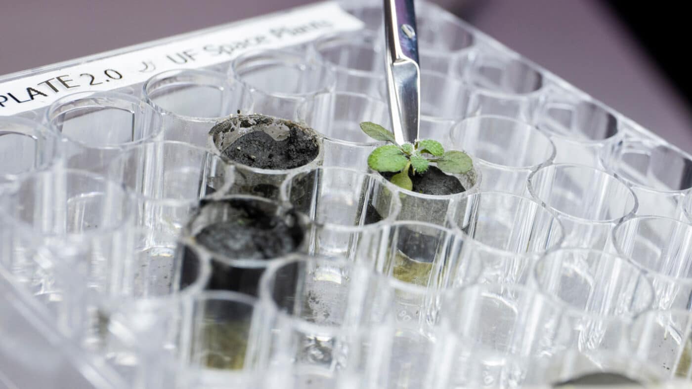 I campioni delle Missioni Apollo utilizzati. Fonte: Science News