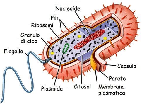 Schema di una cellula procariota e suoi costituenti.Credits: Chimica Online