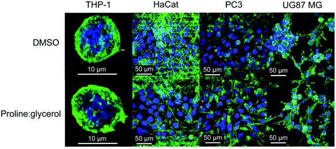 Immagini confocali rappresentative di ciascuno dei quattro tipi di cellule nel primo passaggio dopo il congelamento con DMSO (in alto) o Prol-Gly (in basso) - Credits: Journal of Materials Chemistry B