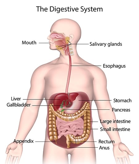 Apparato digerente umano - Credits: National Institute of Diabetes and Digestive and Kidney Diseases