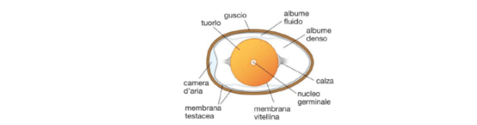 Come capire se un uovo è fresco o vecchio? Con la legge di Archimede