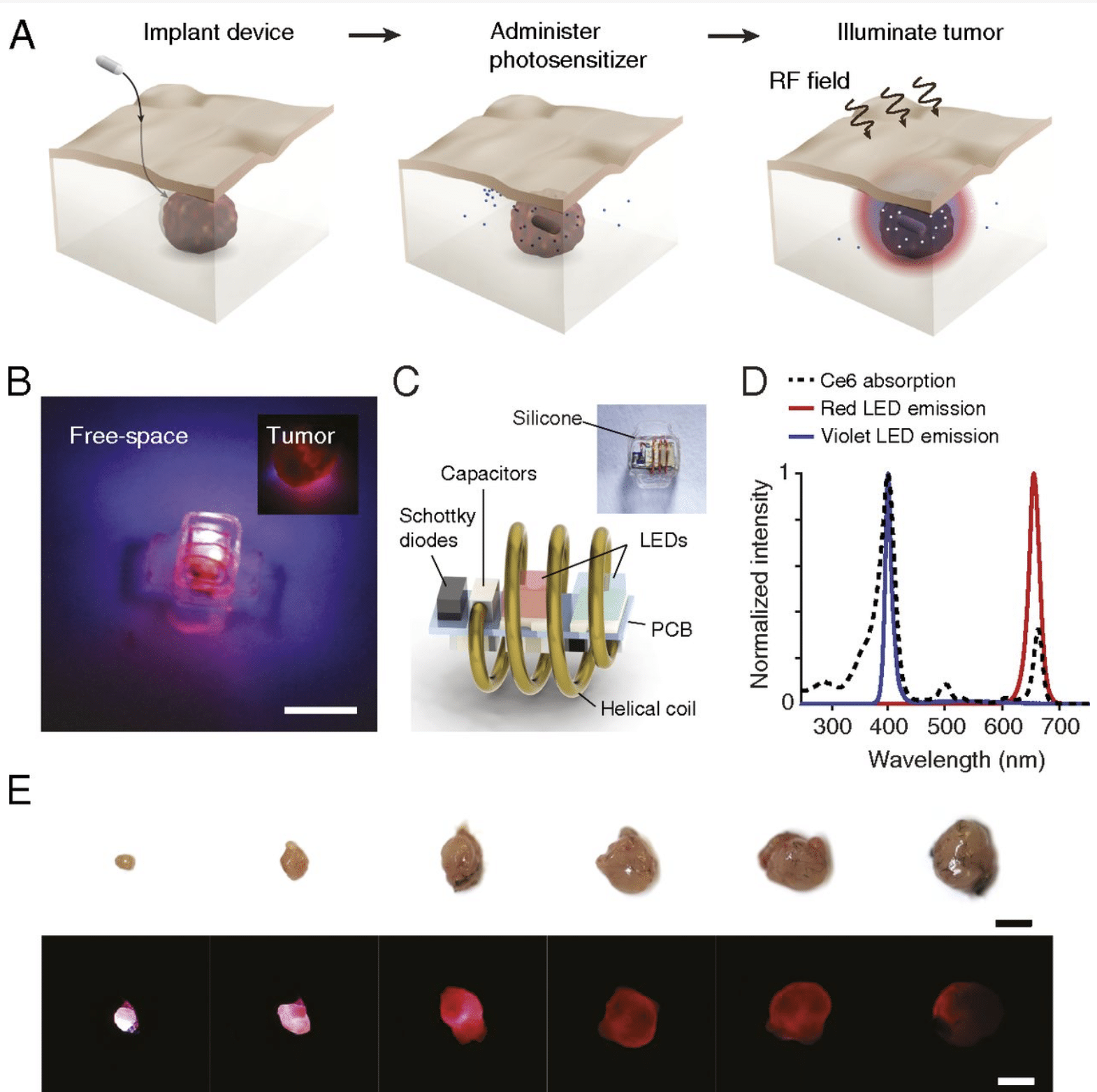 Terapia fotodinamica senza fili. (A) Schema della terapia. La terapia consiste nell'impianto di un LED wireless vicino alla regione target, nella somministrazione del fotosensibilizzatore e nell'alimentazione wireless del dispositivo. La luce emessa dal d
