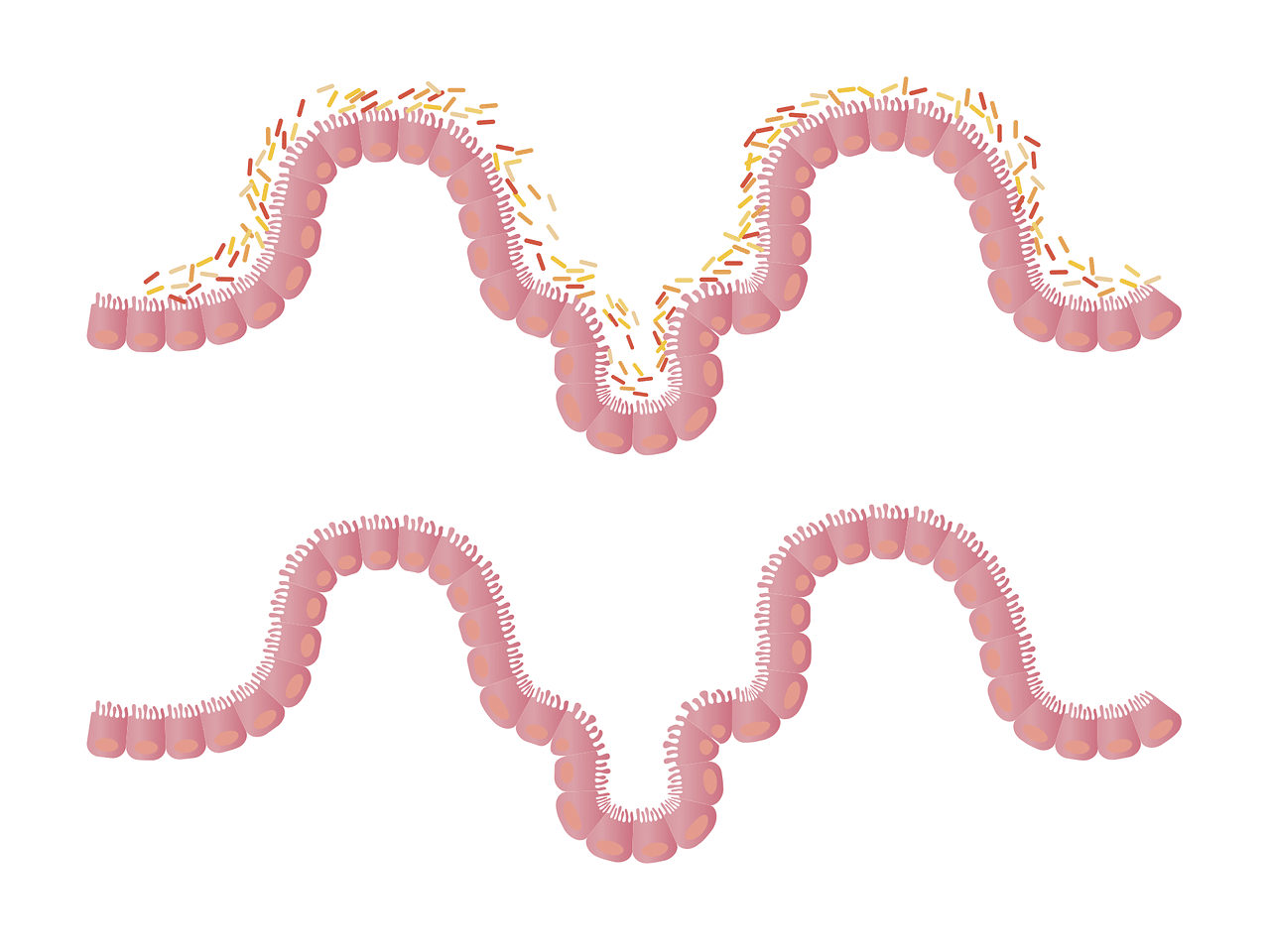 Microbiota umano: che cos’è ed effetti sul nostro organismo