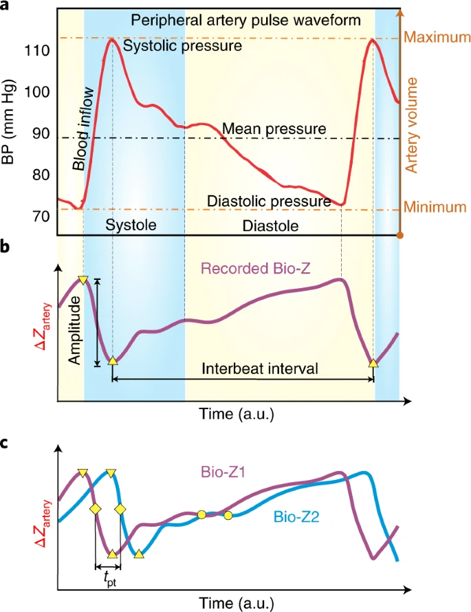 Correlazione tra la misurazione della pressione arteriosa (BP) e la bioimpedeza - Credits: Nature
