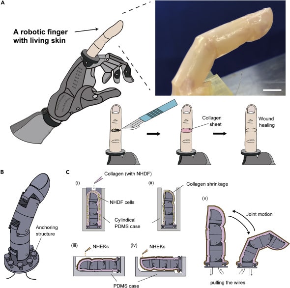 Processo di creazione della pelle vivente per il dito robotico - Credits: Cell