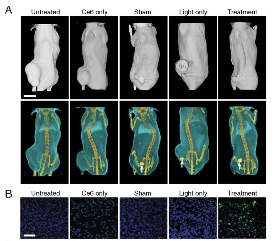 Terapia fotodinamica in vivo su topi. (A) Ricostruzioni TC di topi rappresentativi in ciascun gruppo 13 giorni dopo il primo trattamento. Le frecce bianche mostrano la posizione del dispositivo impiantato. (Scala 1 cm) (B) Sezioni di tessuto tumorale colo
