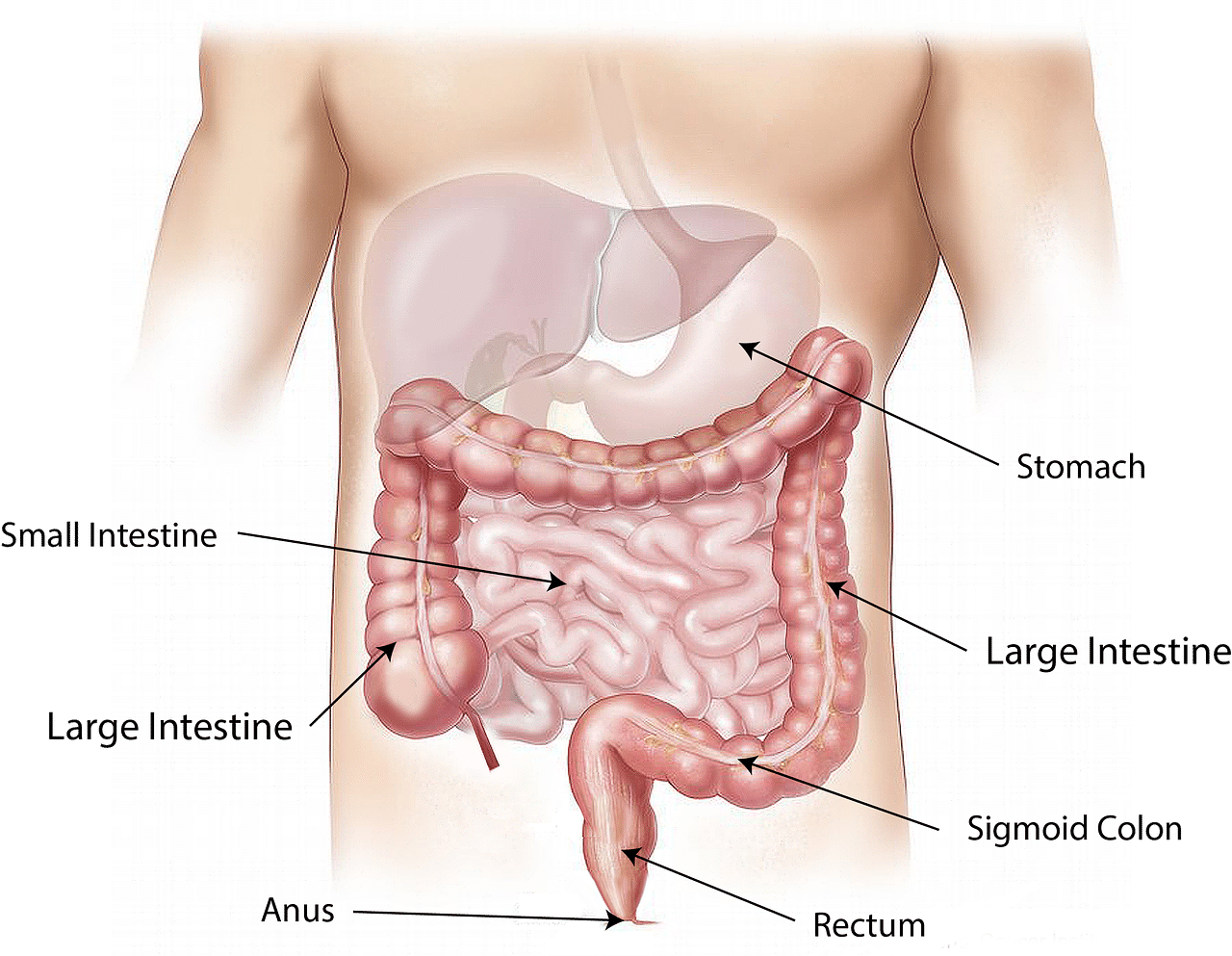 Anticorpi monoclonali miracolosi contro il tumore al colon-retto