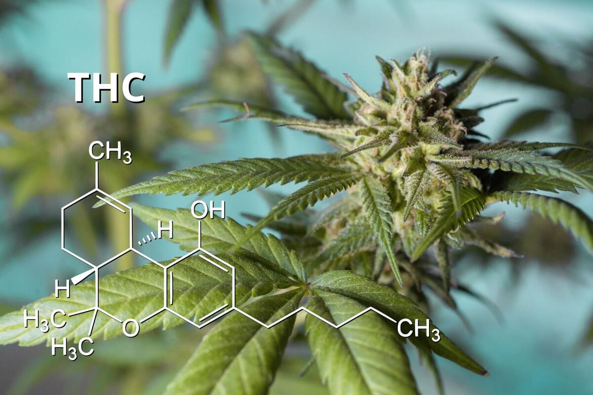 Cannabis: tassonomia e caratteristiche delle diverse varietà - 