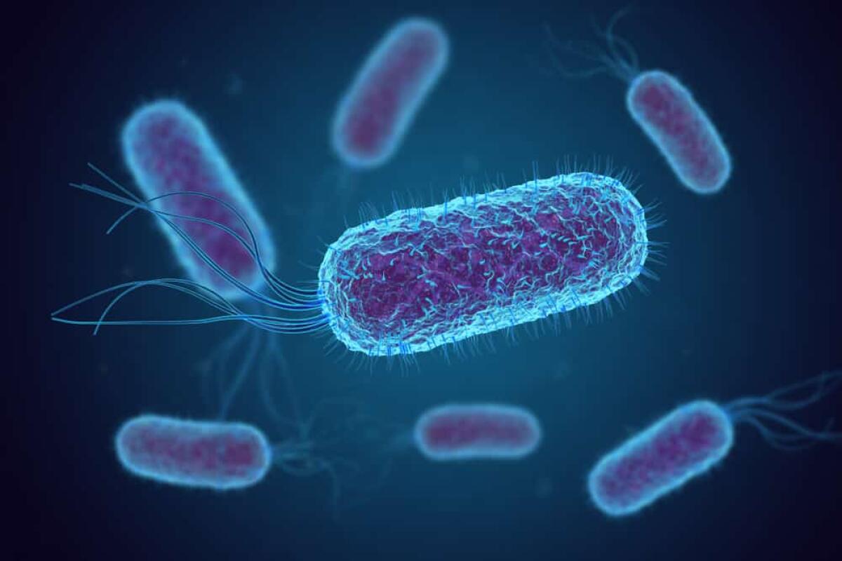 Nanomateriali e batteri-cyborg uniti nella lotta contro i tumori - Credits: Ordine Nazionale dei Biologi
