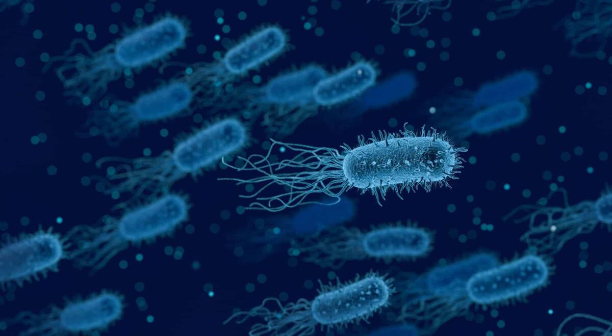 Candida Auris: una resistenza multifarmaco presente anche in Italia - 