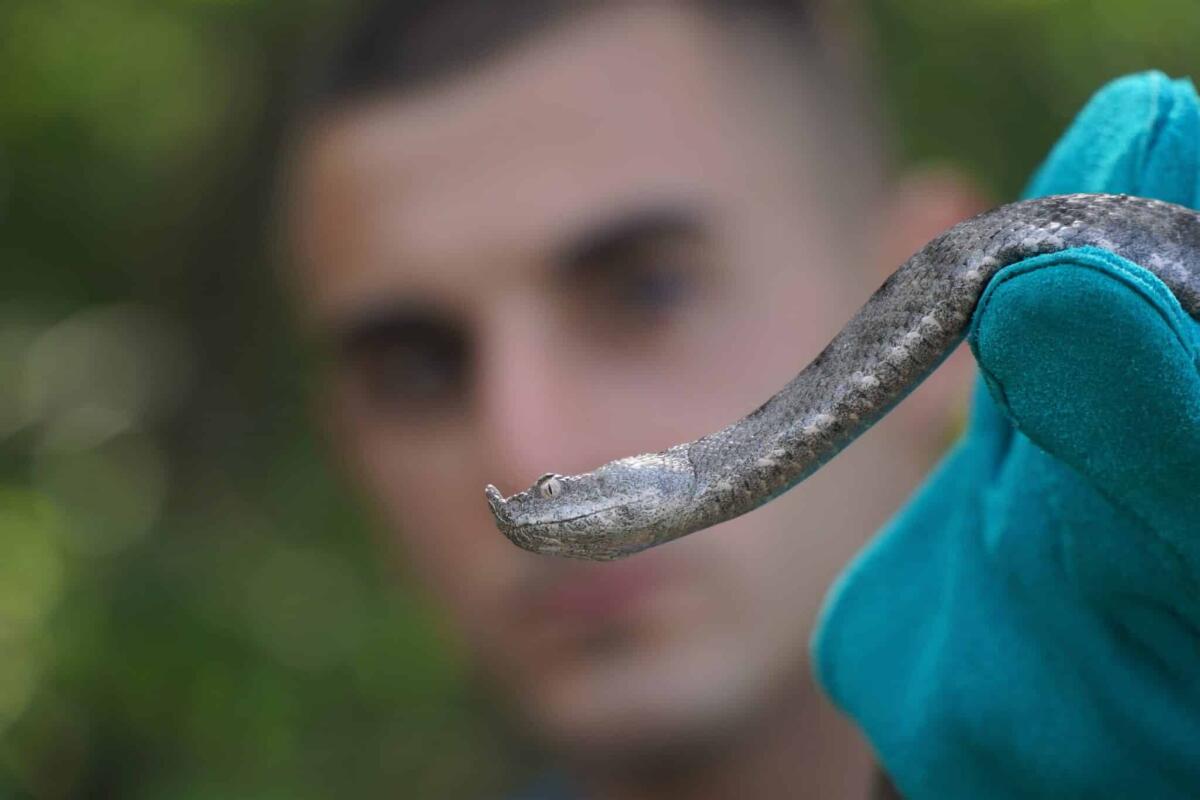 Alla scoperta della vipera dal corno italiana - 