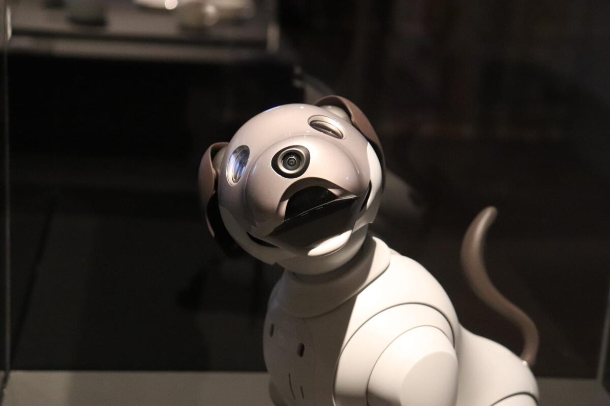 Cane robot armato, il video preoccupa: di cosa si tratta? - 