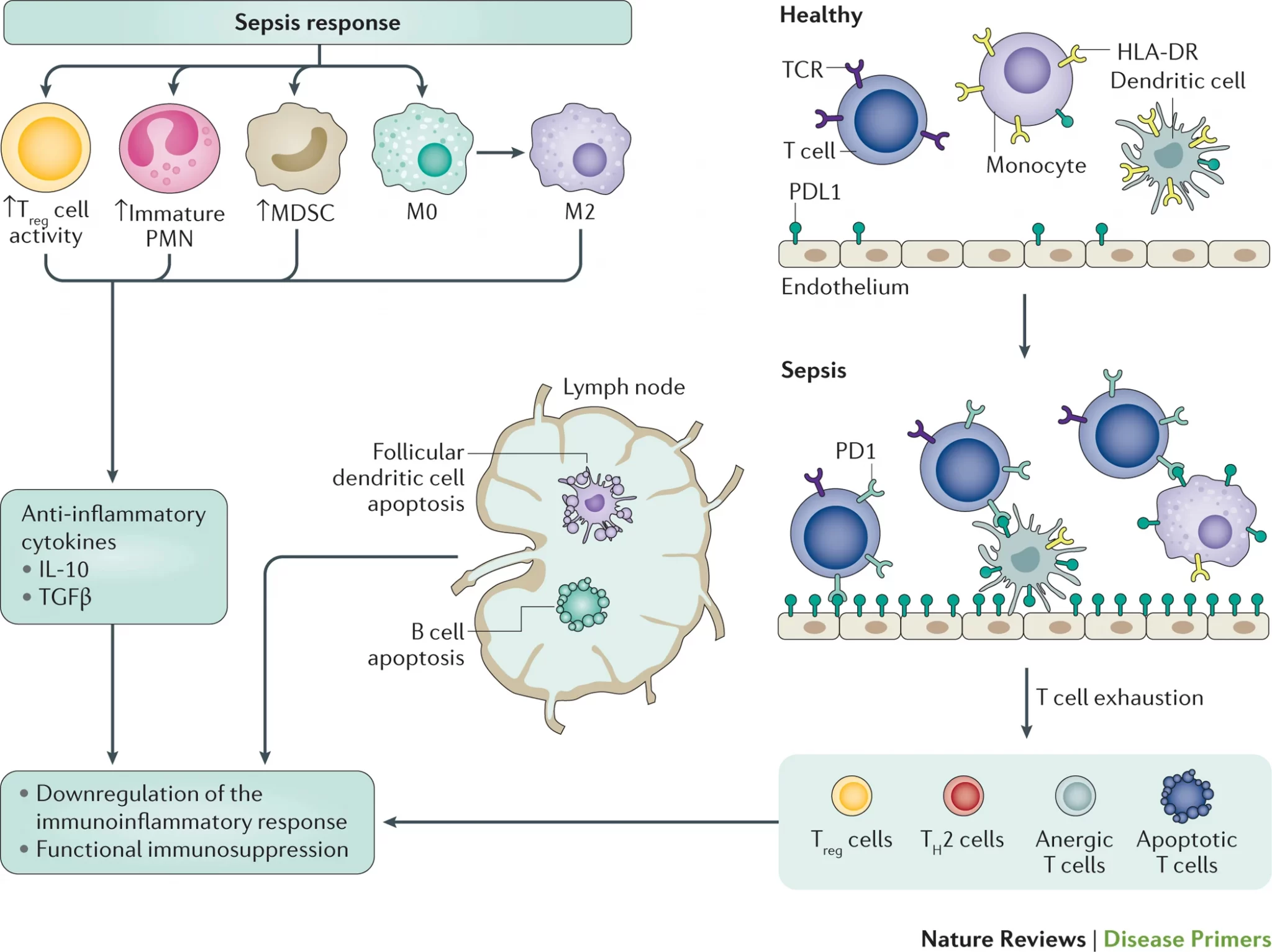 Gli effetti immunosoppressori tardivi della sepsi. Dopo la risposta infiammatoria acuta transitoria, la sepsi provoca uno stato immunocompromesso. I leucociti polimorfonucleari immaturi immunosoppressori (PMN) e le cellule soppressori derivate dalla mielo