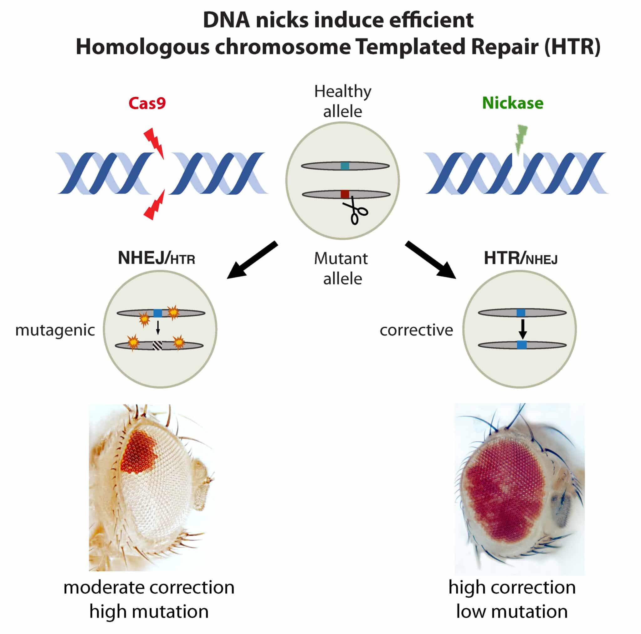 Modifica genica riparativa utilizzando sequenze dal cromosoma della controparte: l'enzima CRISPR standard Cas9 offre la capacità di effettuare riparazioni, ma si traduce anche potenzialmente in mutazioni indesiderate (eventi mutageni) nel sito mirato e po