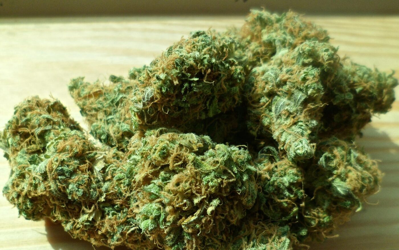 Cannabis: tassonomia e caratteristiche delle diverse varietà