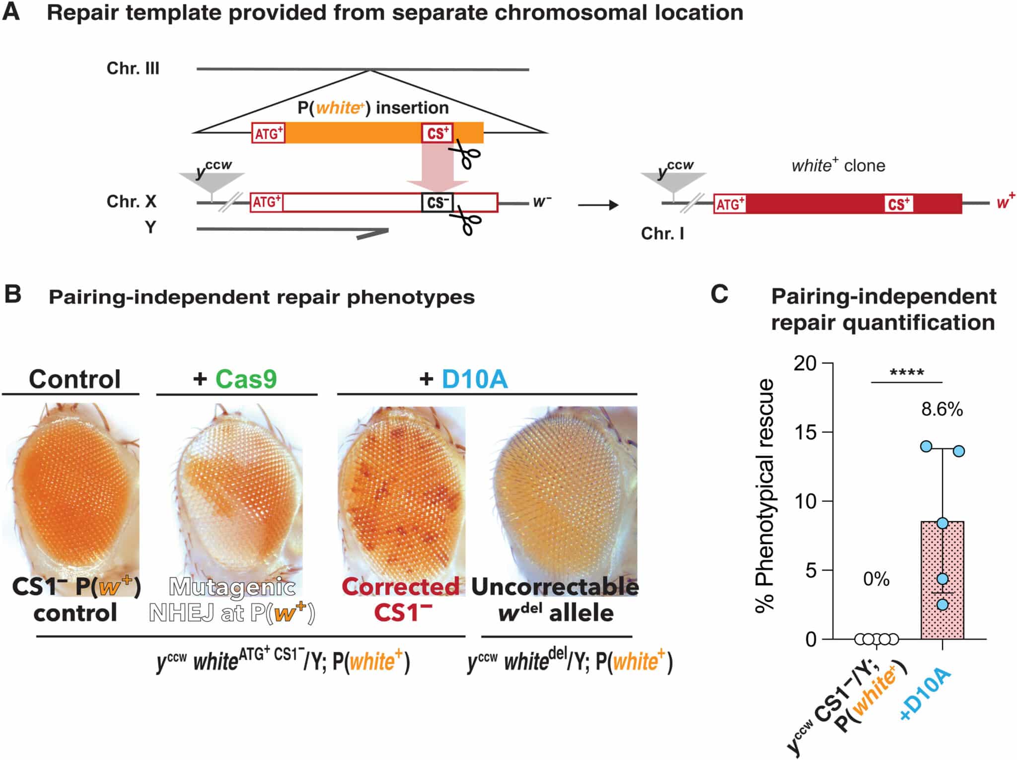 Prove di riparazione allelica indipendente dall'accoppiamento - Credits: Science