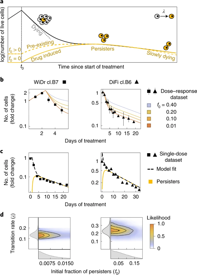 L'emergere di cellule persistenti CRC è prevalentemente dipendente dai farmaci: a) Rappresentazione schematica delle dinamiche della popolazione cellulare sotto costante trattamento farmacologico. b) curve di crescita dei cloni CRC in trattamento, calcola