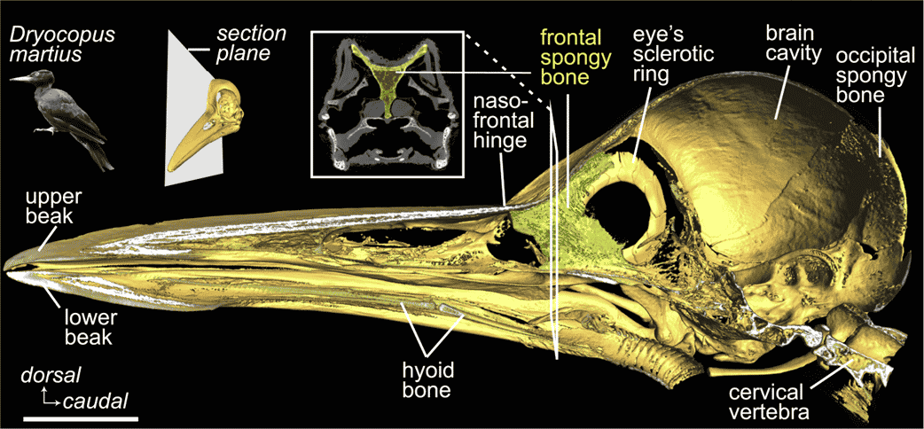 Testa di un picchio,Credits Current Biology