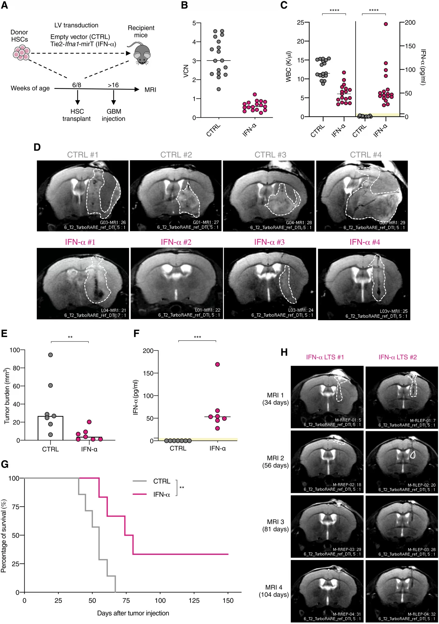 Effetti antitumorali della somministrazione del gene IFN-α basato sul microambiente tumorale nel glioblastoma multiforme. (A) Rappresentazione schematica del progetto sperimentale; (B) Numero di coppie vettoriali misurato nelle cellule del sangue dei topi