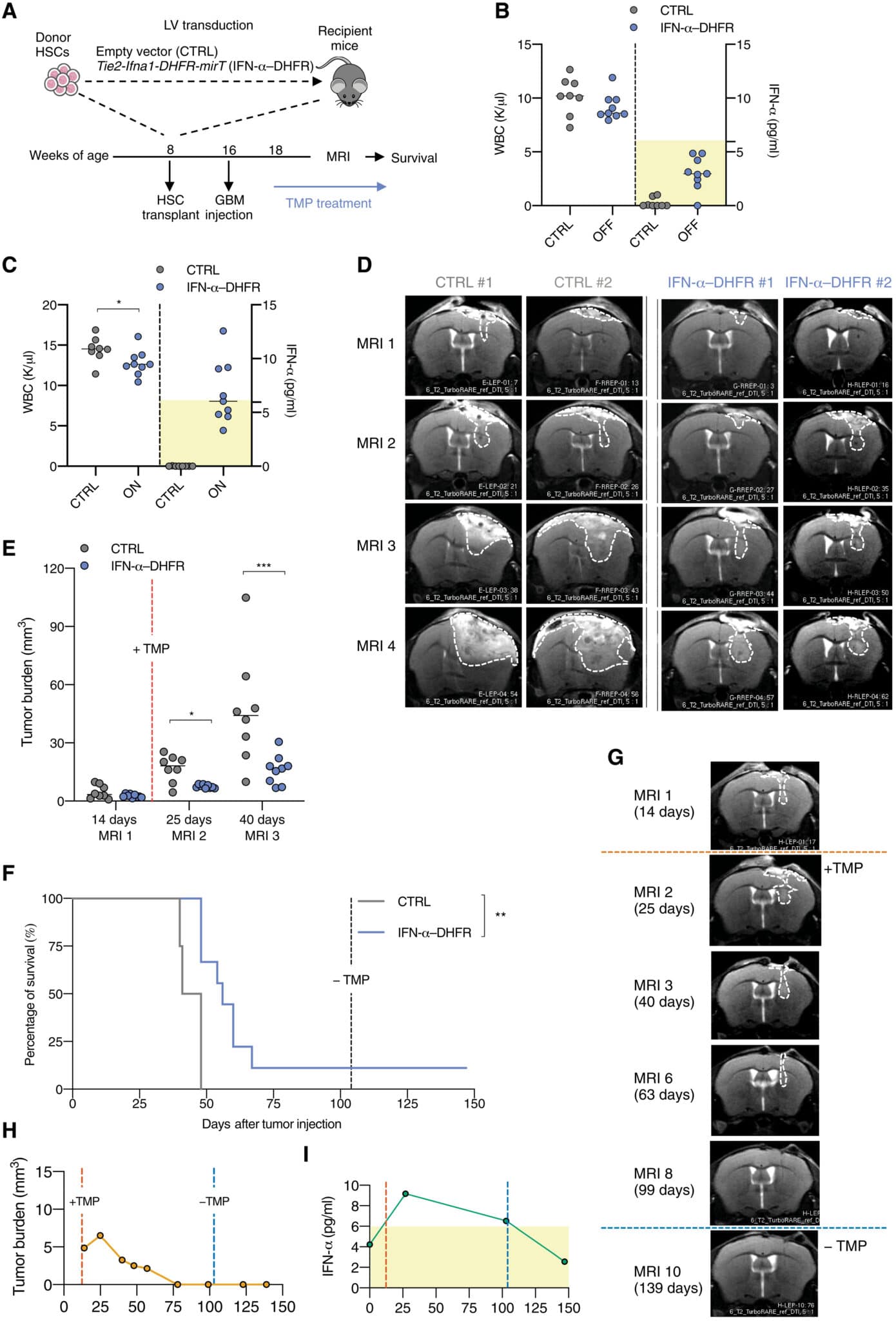 La terapia genica TIE2-IFN-α-DHFR inducibile inibisce la crescita del GBM e prolunga la sopravvivenza dei topi; (A) Rappresentazione schematica del progetto sperimentale; (B) Globuli bianchi nel sangue periferico dei topi CTRL e IFN-α-DHFR (a sinistra) e 