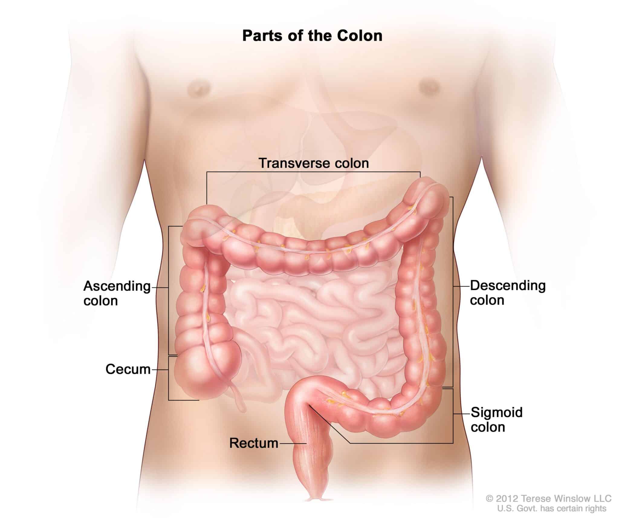 Parti del colon: il colon include il colon ascendente, il cieco, il colon trasversale, il colon discendente, il colon sigmoideo e il retto - Credits: NIH National Cancer Institute