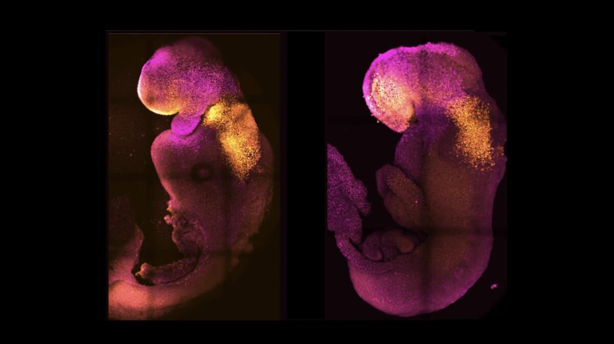 Creati i primi embrioni sintetici di topo con cervello sviluppato - 