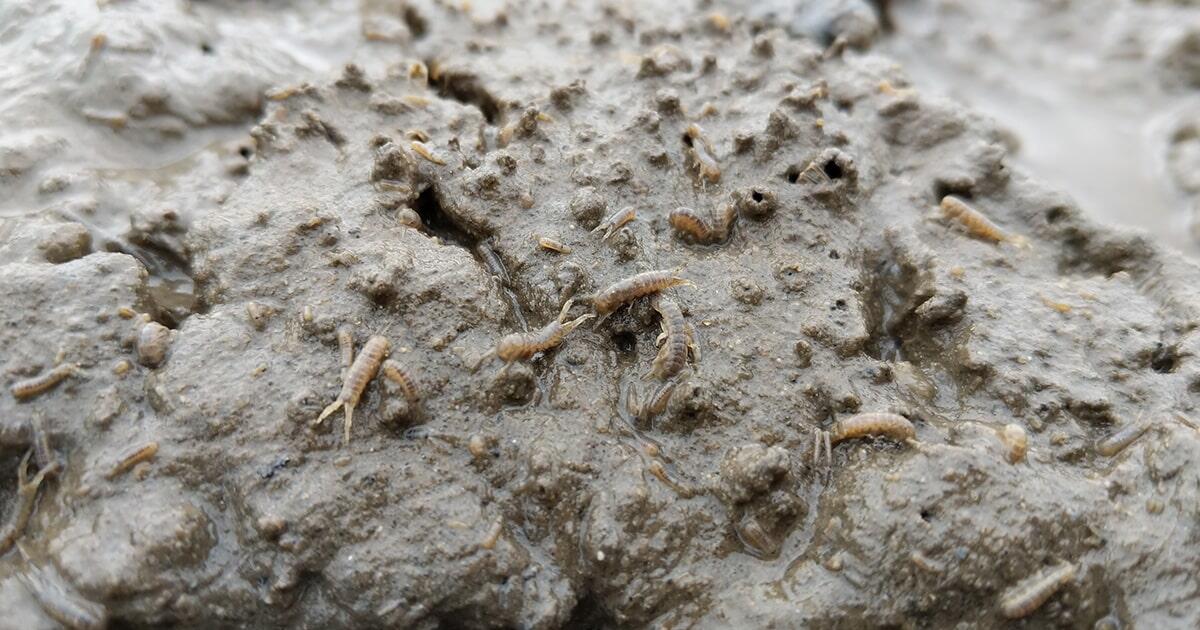 Inquinamento acustico e gli effetti sull’ecosistema marino - 