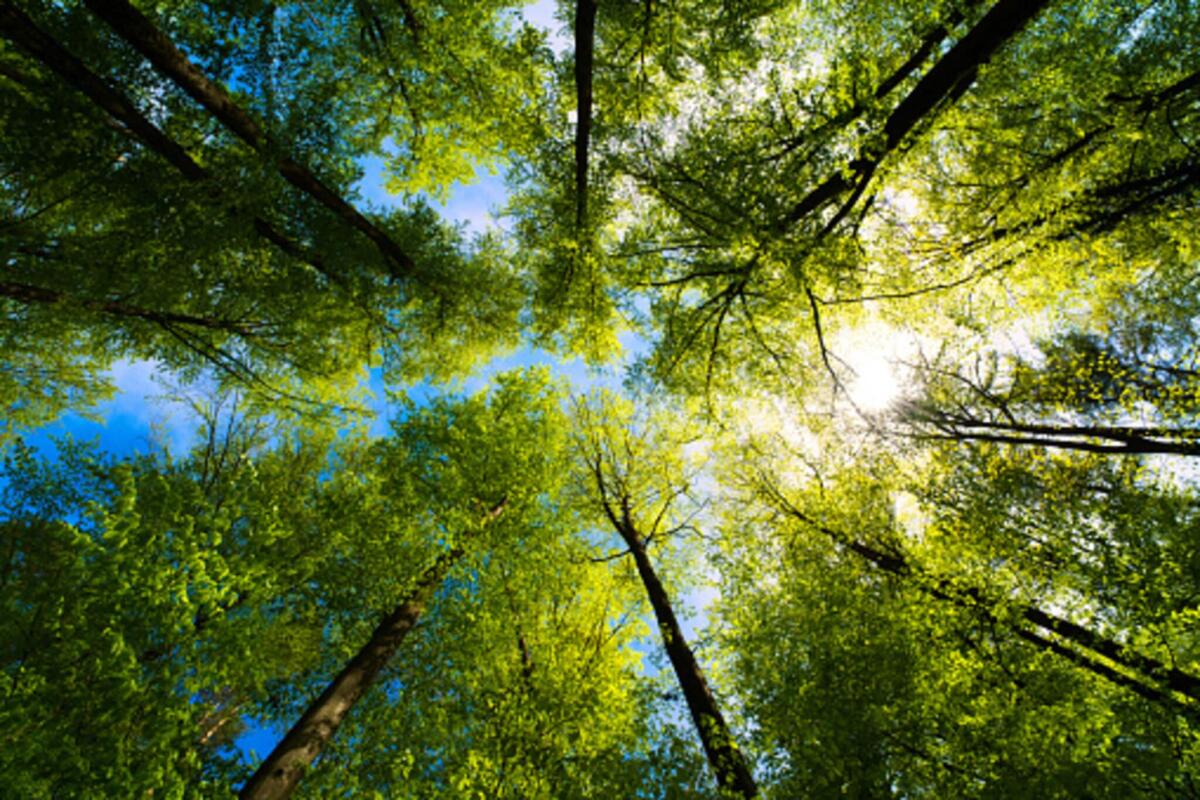 Foreste in calo, rimane solo mezzo ettaro per persona - Fonte: Pixabay