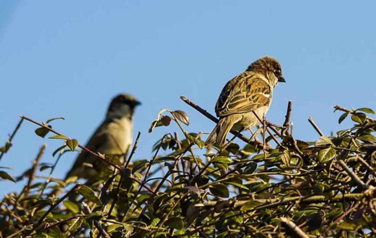 Gli effetti del caldo sulla fauna nelle città - Fonte: Pixabay