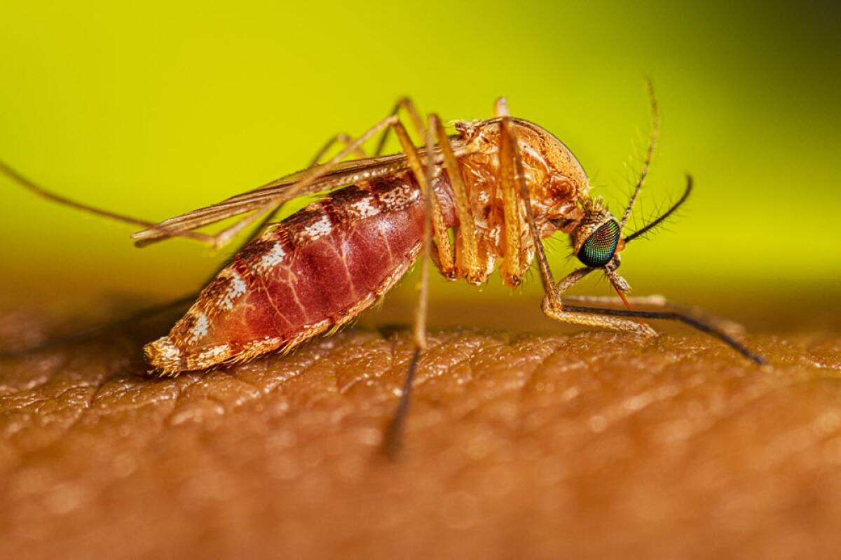 Arriva l’estate, con lei le zanzare e il West Nile Virus. C'è da preoccuparsi? - 
