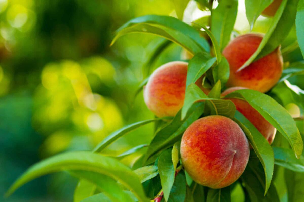 Frutta, un'alleata contro il cambiamento climatico - Fonte: Pixabay